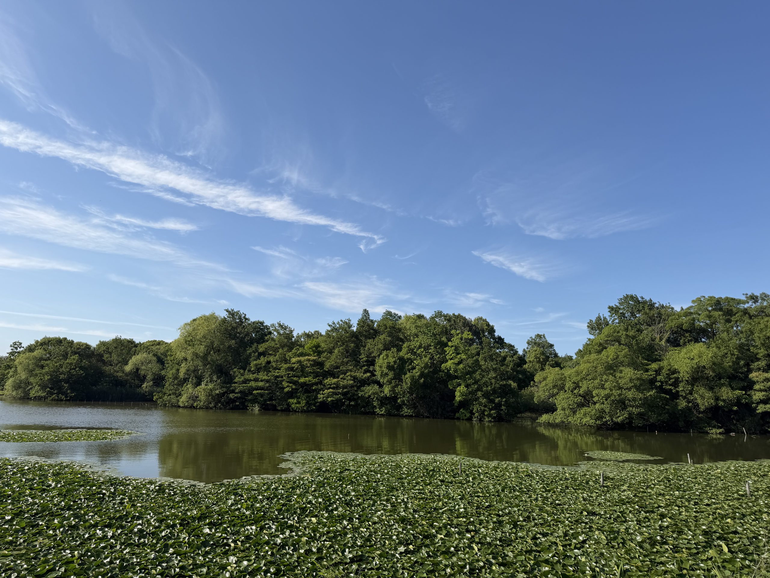 水と緑が広がる水元公園